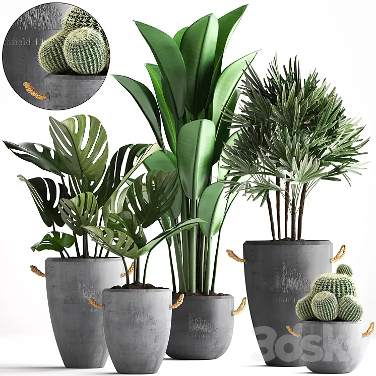 Plant Collection Monstera Banana Rapis Palm Cactus Pot Flowerpot