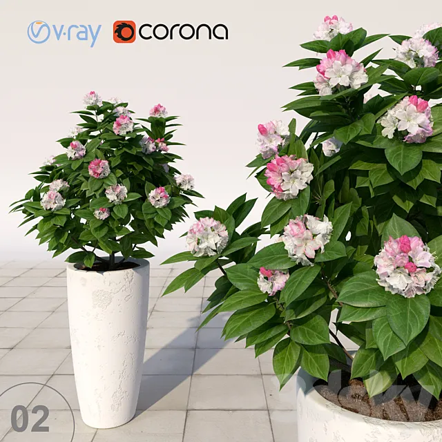 02 Rhododendron blossoming _ Rhododendron 3DModel