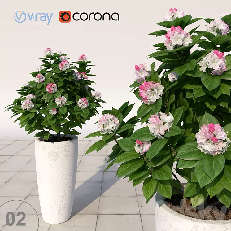 02 Rhododendron blossoming \/ Rhododendron 3D Model