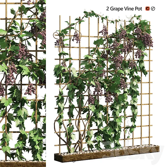 2 Grapevine low and med poly 3D Model 2 Grapevine low and med poly 3D Model
