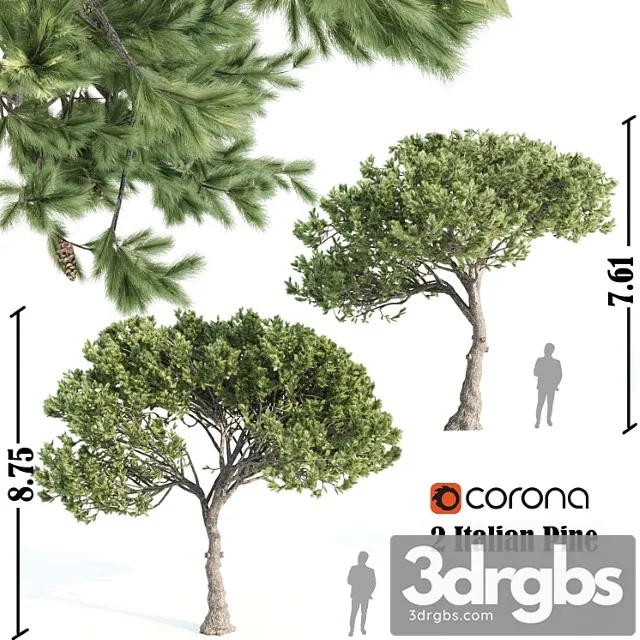 2 Italian Pine Corona 3D Model Download 2 Italian Pine Corona 3D Model Download