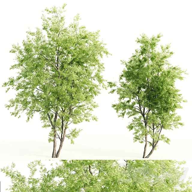 2 jam tree 3D Model