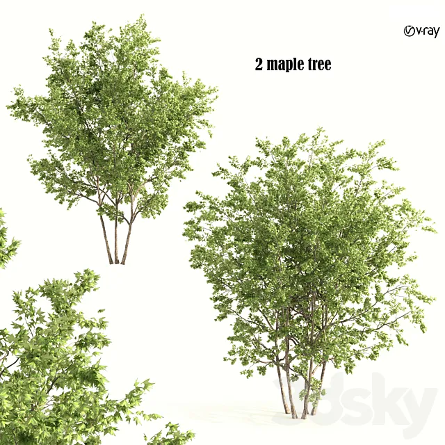 2 maple tree 3D Model