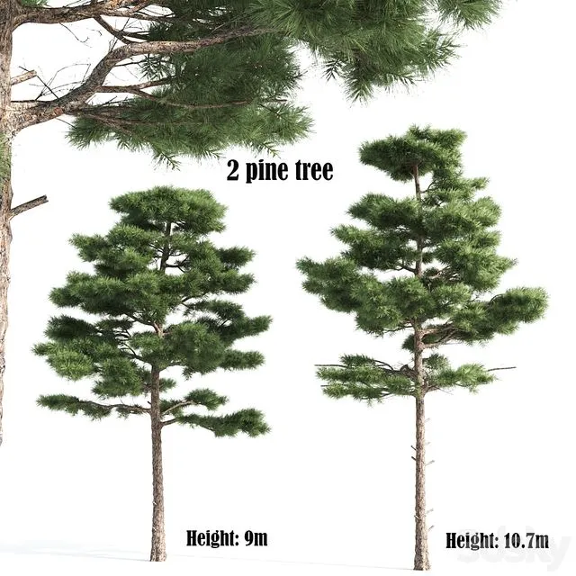 2 pine vray 3D Model