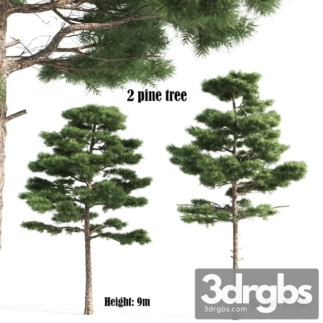 2 Pine Vray 3D Model Download 2 Pine Vray 3D Model Download