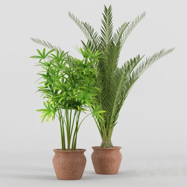 2 plant in pot 3D Model 2 plant in pot 3D Model