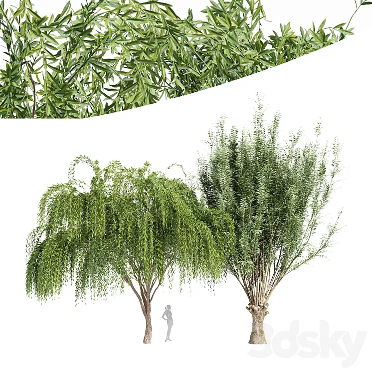 2tree-Pollard willow Weeping willow 3D Model 2tree-Pollard willow Weeping willow 3D Model