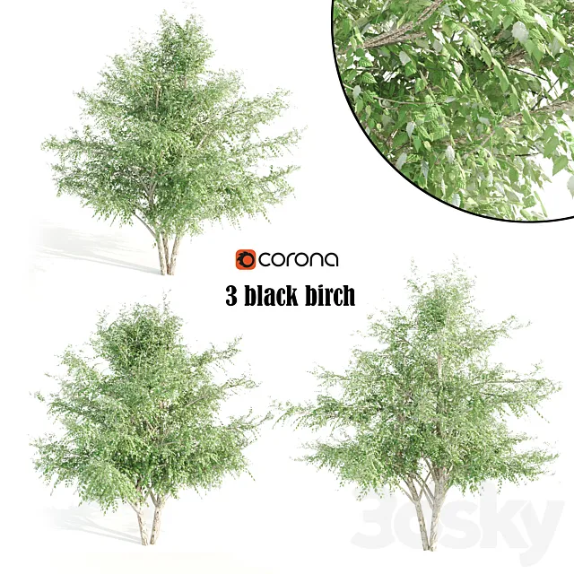 3 black birch 3D Model