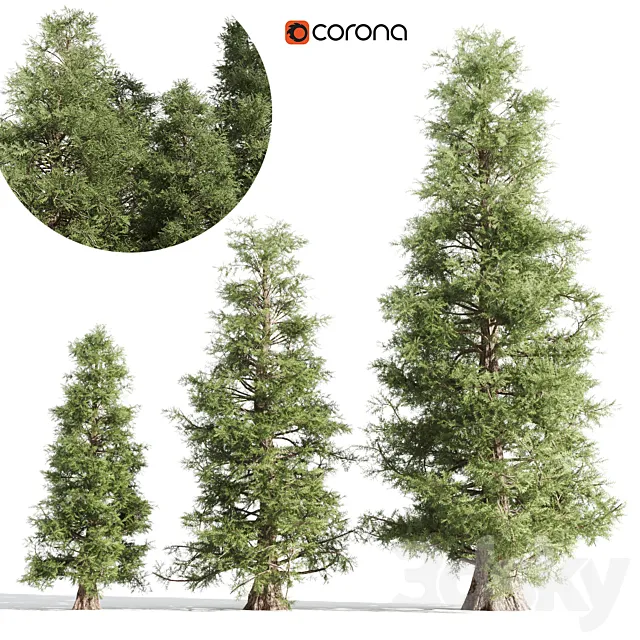 3 cedar tree 3D Model