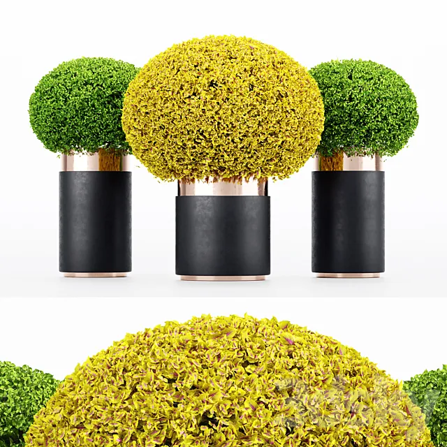 3 Coleus Painted Nettle seeds – Plectranthus scutellarioides 3D Model