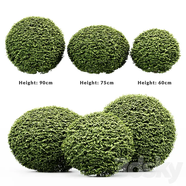 3 Dwarf Yaupon Holly – Spherical Plant 3D Model