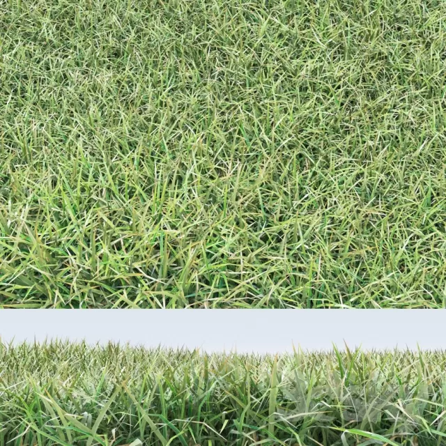 DECORATION – PLANT – 3DSMAX MODELS – 519