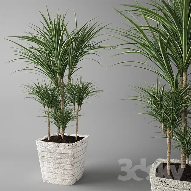 DECORATION – PLANT – 3DSMAX MODELS – 736