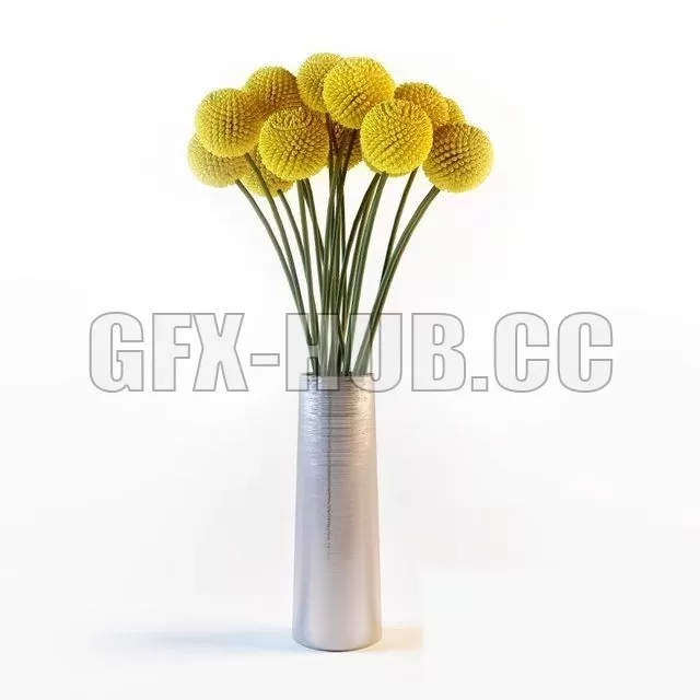 FLOWER – Craspedia flowers