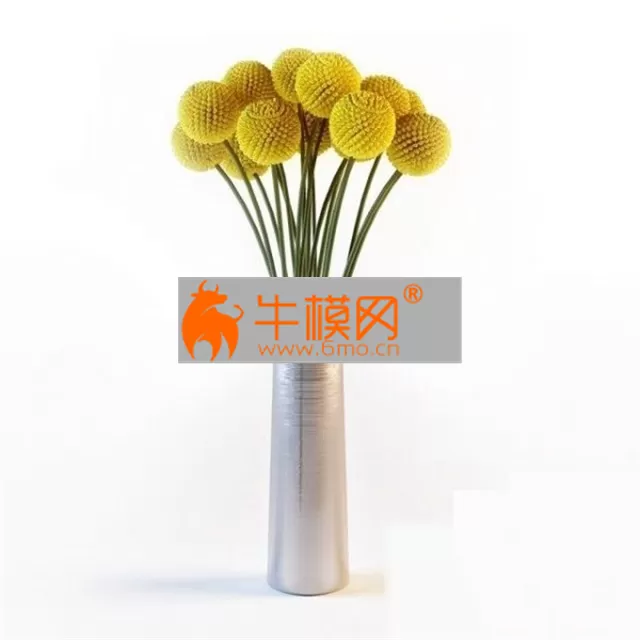 FLOWER – Craspedia flowers