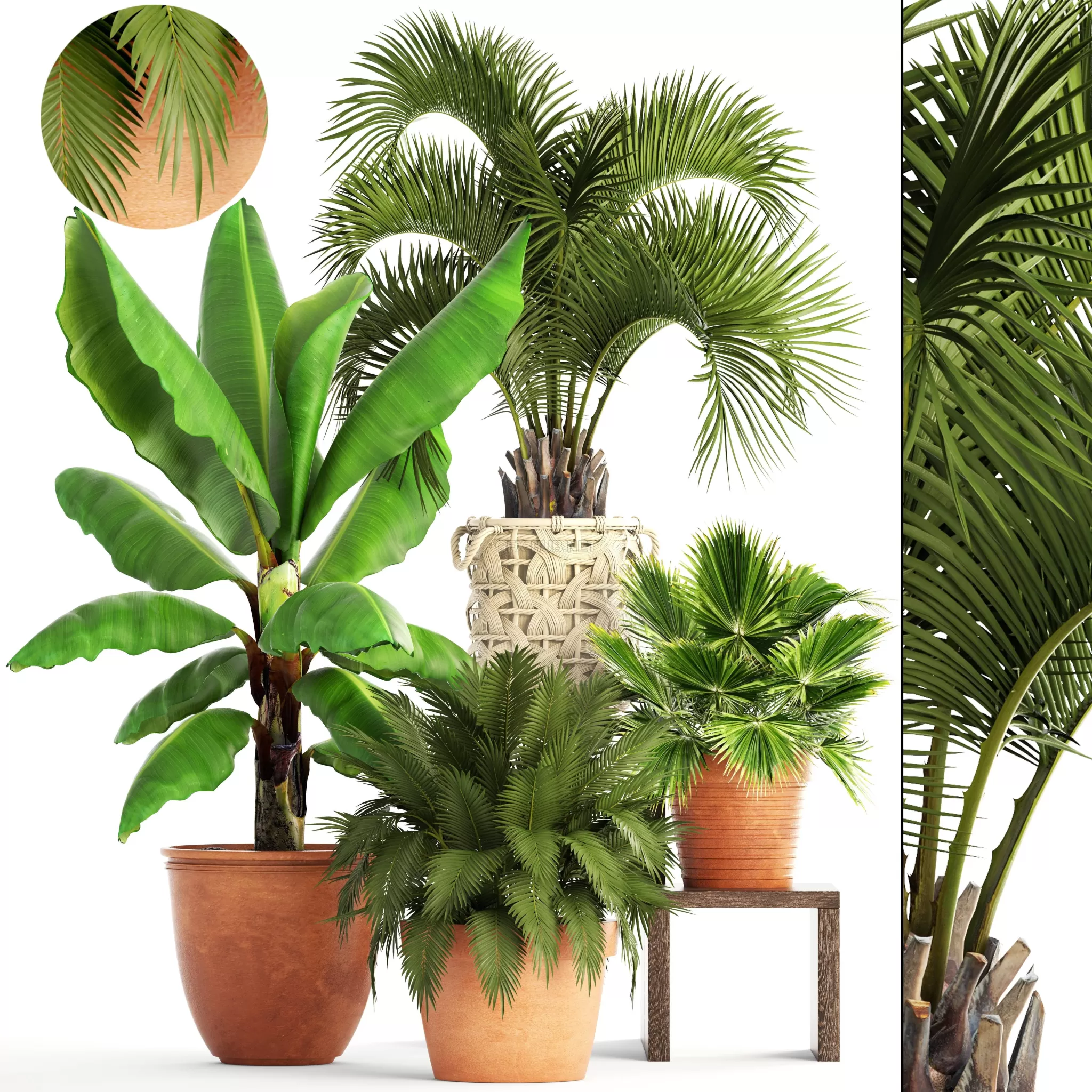 PLANT – 3D Collection plantsby deckorator4