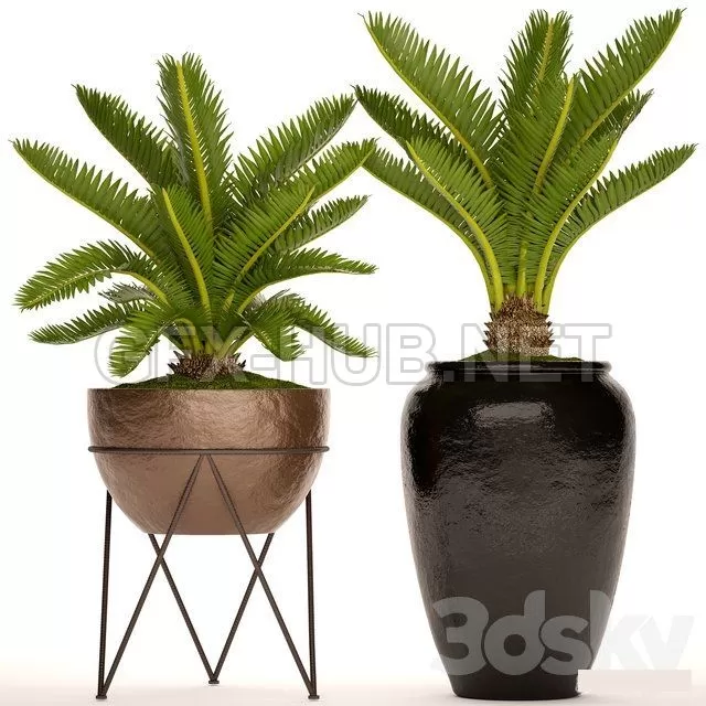 PLANT – A collection of plants in pots. 54 Cycas