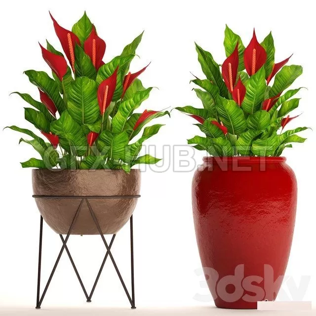 PLANT – A collection of plants in pots. 55 RED