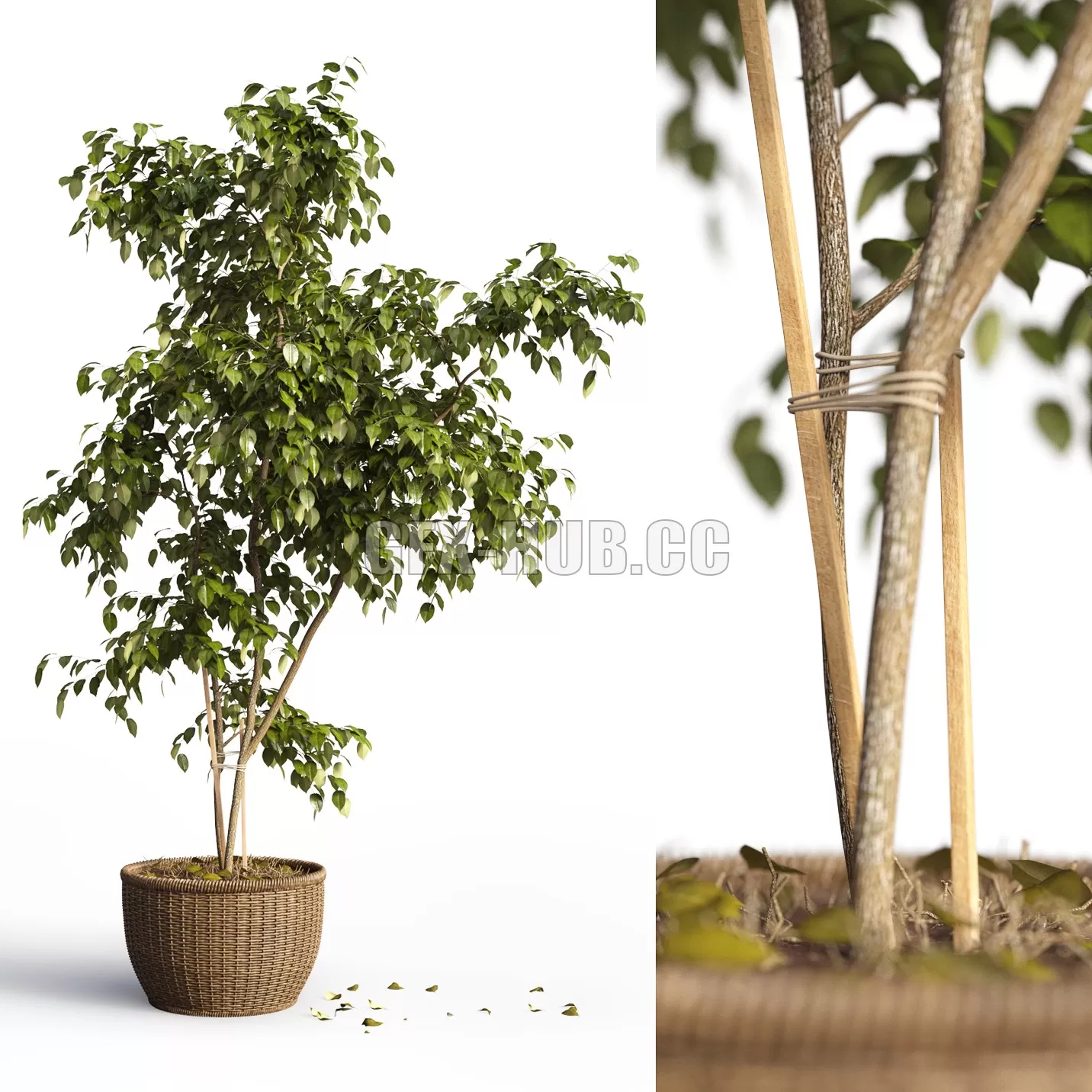 PLANT – Benjamin plant in a pot