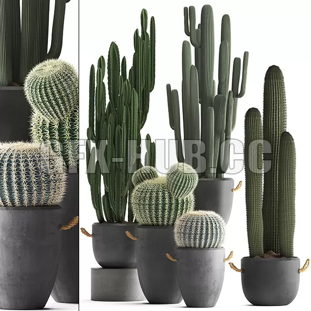 PLANT – Collection of Plants 411