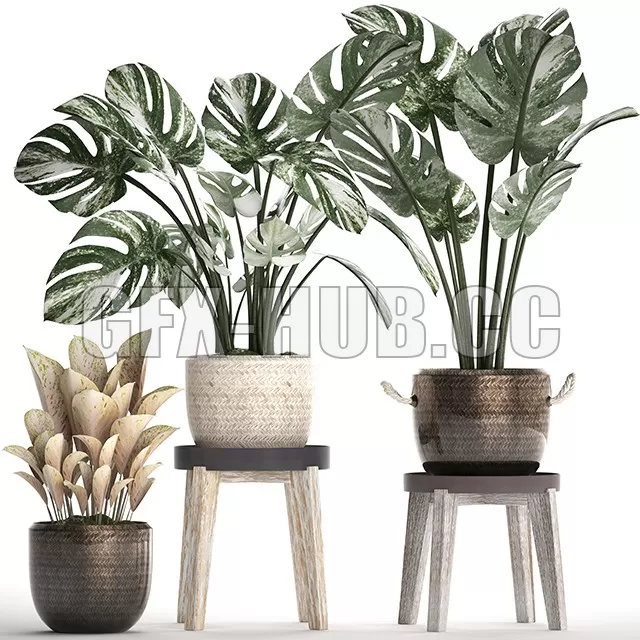 PLANT – Collection of Plants 450 (Monstera)