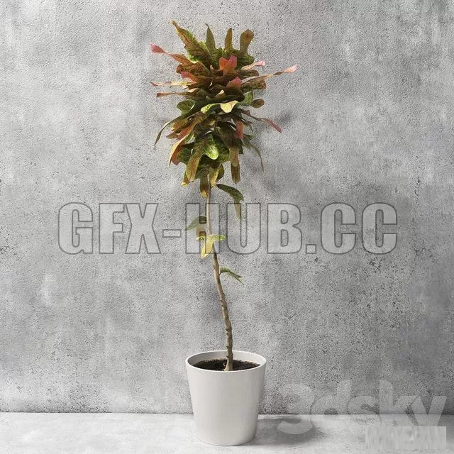 PLANT – Croton Plant