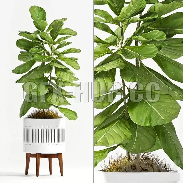 PLANT – Ficus Lyrata (Plant 56)