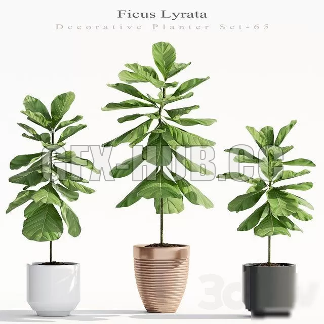 PLANT – Ficus Lyrata (Plant 65)