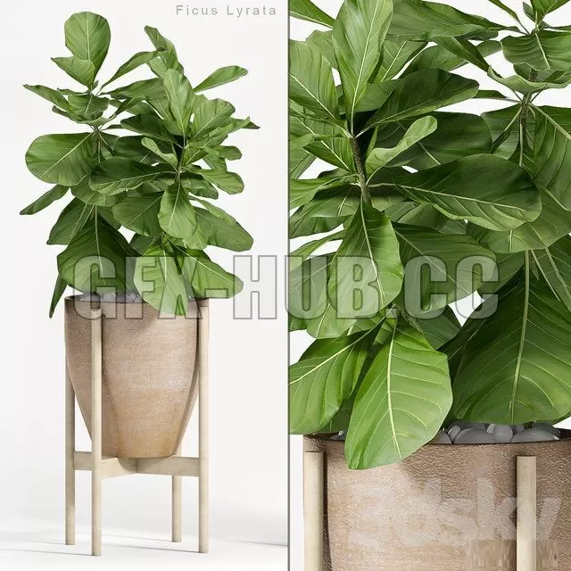 PLANT – Ficus Lyrata (Plant 82) PLANT – Ficus Lyrata (Plant 82)