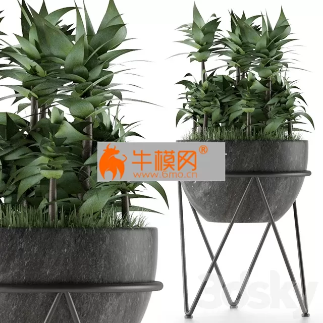 PLANT – House Plant 21 PLANT – House Plant 21
