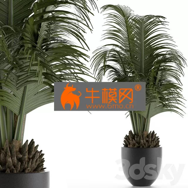 PLANT – House Plant 30 PLANT – House Plant 30