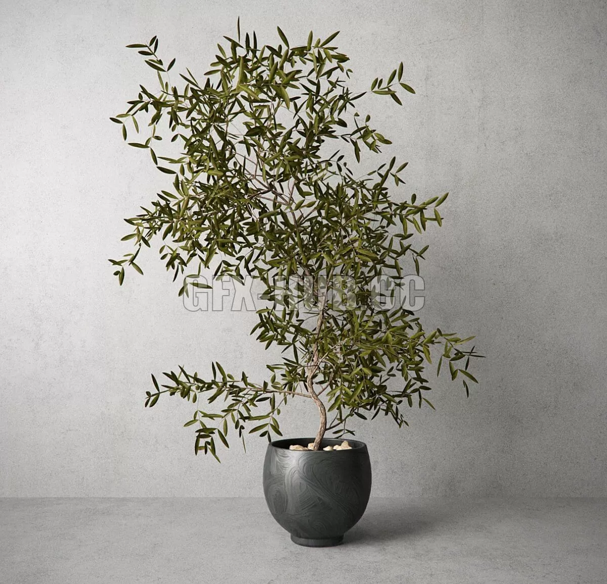 PLANT – Houseplant PLANT – Houseplant