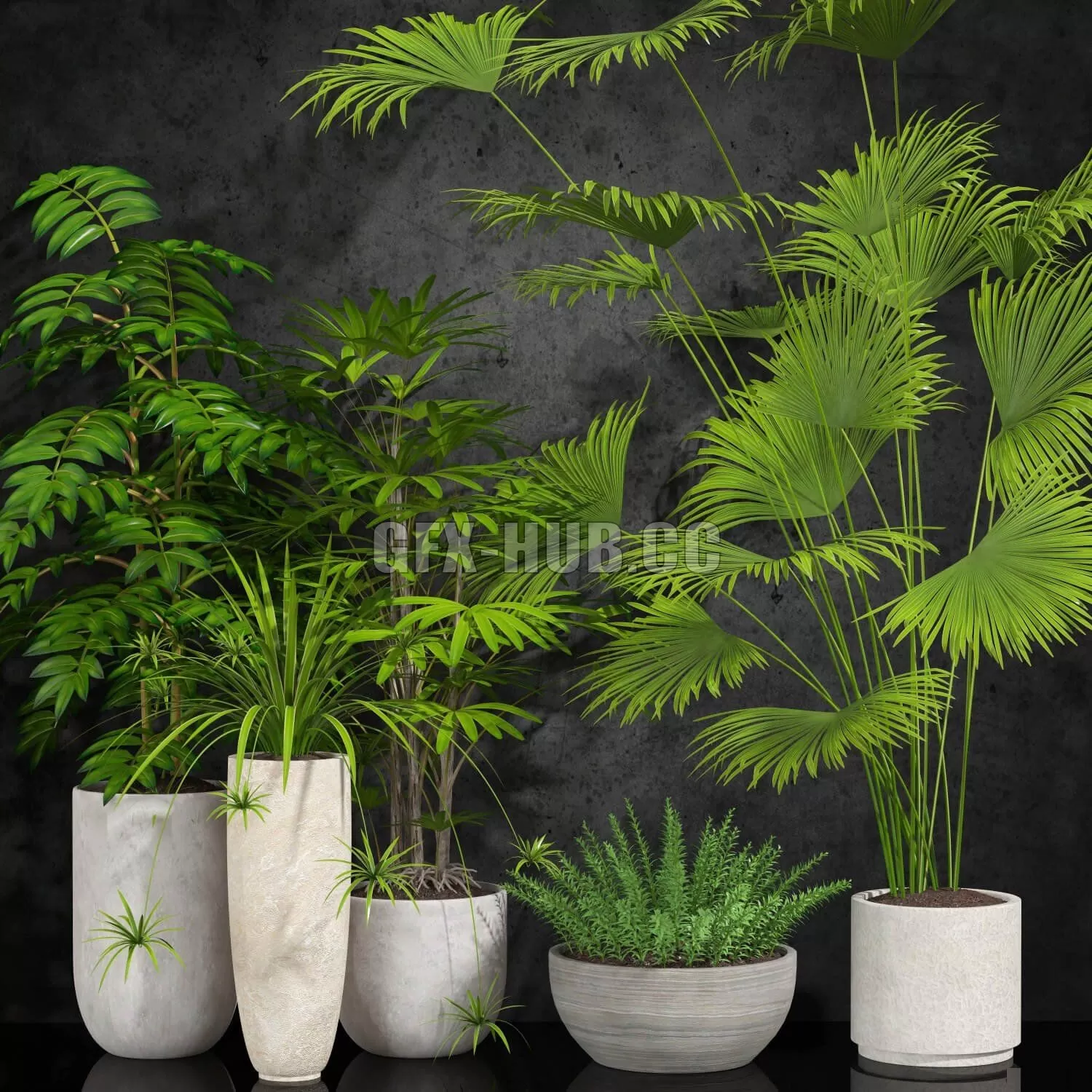PLANT – Houseplant 056 PLANT – Houseplant 056