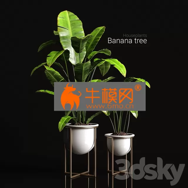 PLANT – Houseplants Banana Tree PLANT – Houseplants Banana Tree