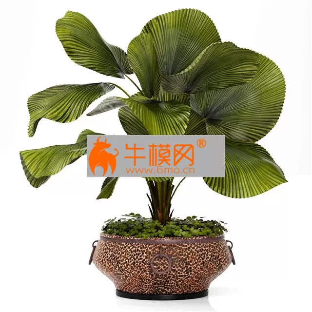 PLANT – Licuala plants 09 PLANT – Licuala plants 09