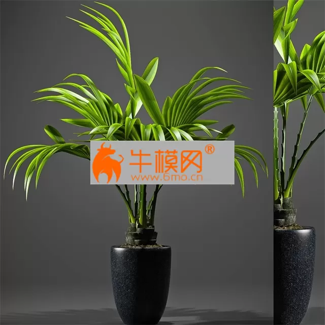 PLANT – PALM PLANTS 51 PLANT – PALM PLANTS 51