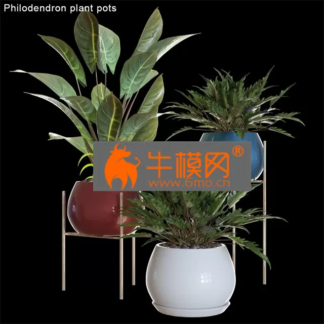 PLANT – Philodendron plant pots 2