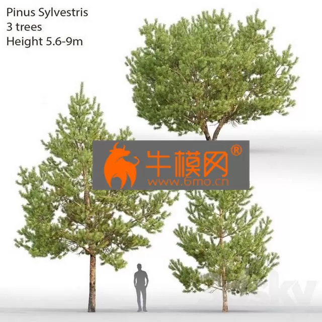 PLANT – Pinus SylvestrisNo 28 (5.6-9m) PLANT – Pinus SylvestrisNo 28 (5.6-9m)