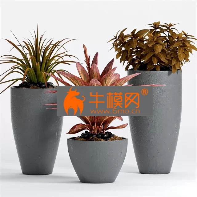 PLANT – PLANT -17 PLANT – PLANT -17