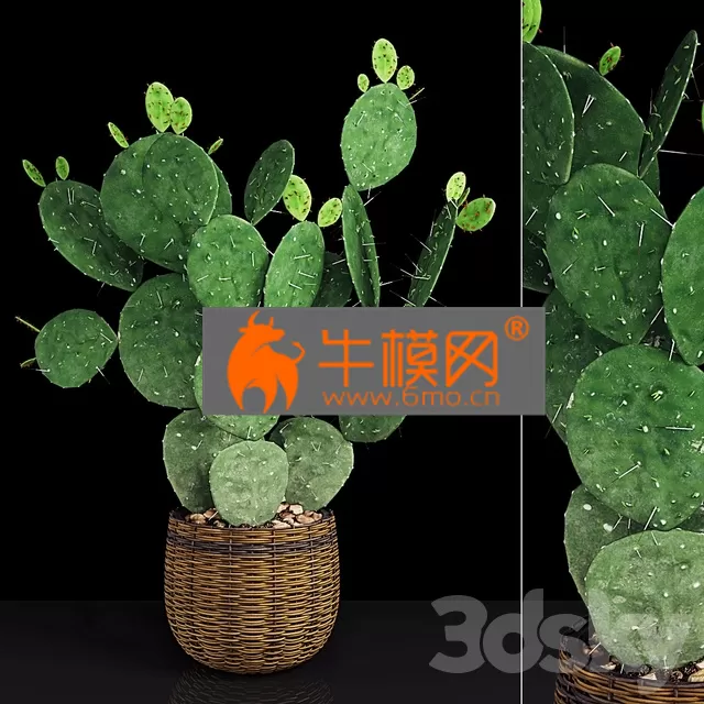 PLANT – Plant 9 PLANT – Plant 9