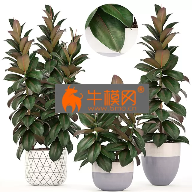 PLANT – Plant collection 204. Ficus elastica PLANT – Plant collection 204. Ficus elastica
