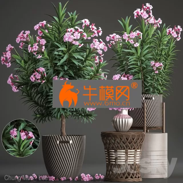 PLANT – Plant Collection 268 PLANT – Plant Collection 268