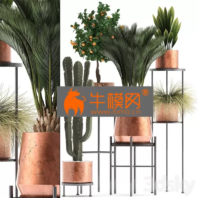 PLANT – Plant collection 288. copper pot PLANT – Plant collection 288. copper pot