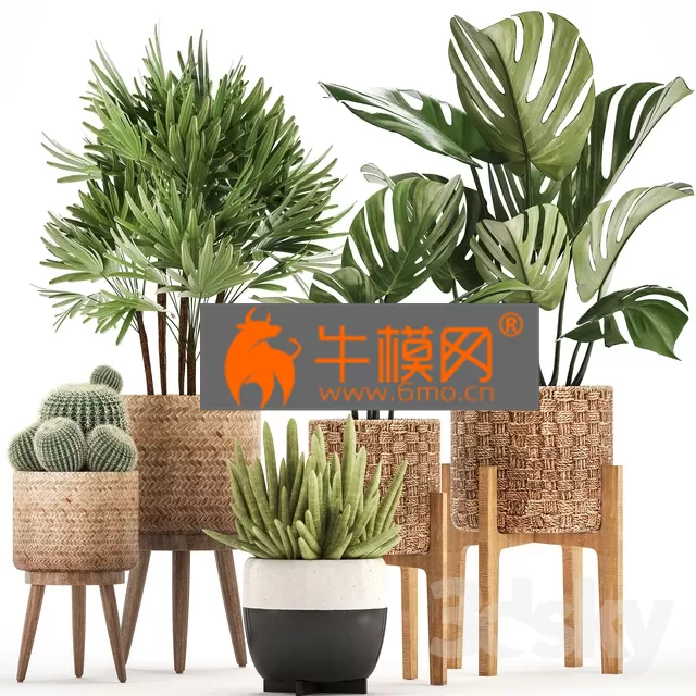 PLANT – Plant collection 321 PLANT – Plant collection 321