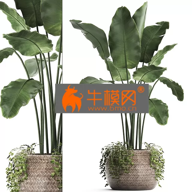 PLANT – Plant Collection 412 Banana PLANT – Plant Collection 412 Banana