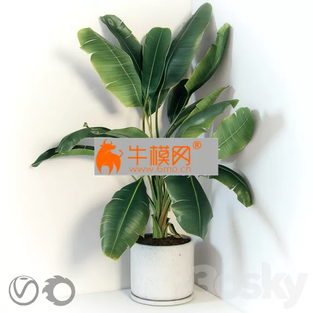 PLANT – Plant in a concrete pot for a corner PLANT – Plant in a concrete pot for a corner