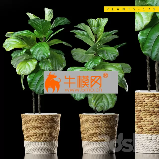 PLANT – Plants 178