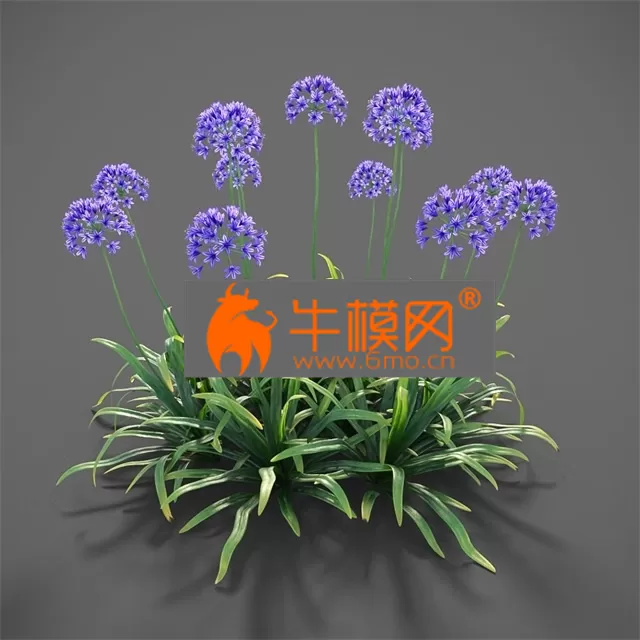 PLANT – Plants Agapanthus