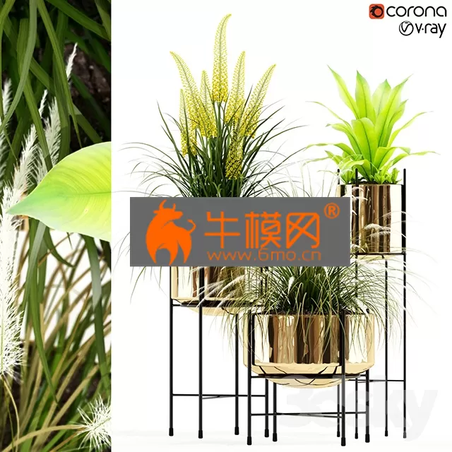 PLANT – Plants collection 146 AGATA