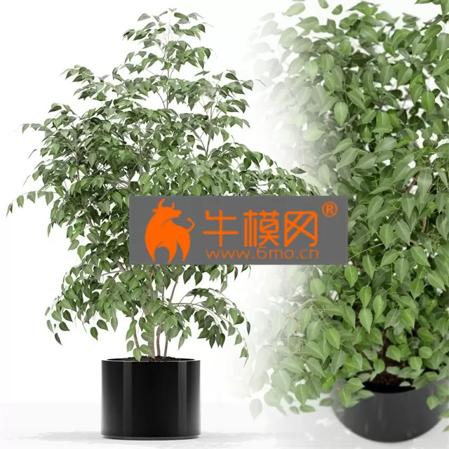 PLANT – Plants collection 153